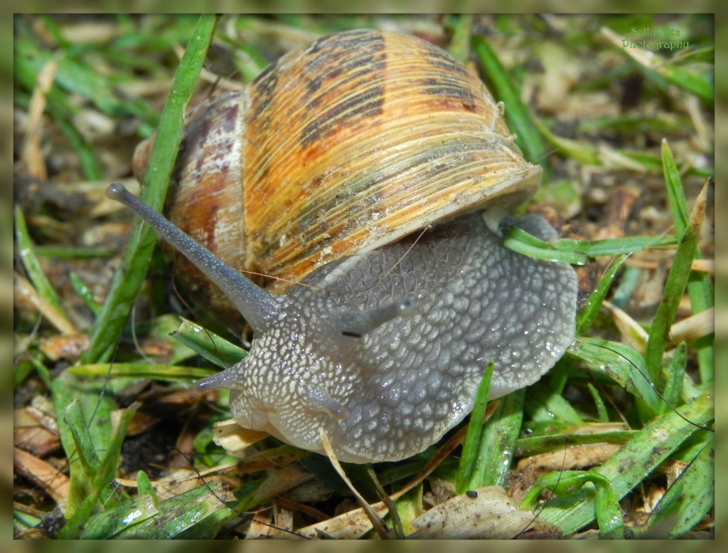 Snail by salza