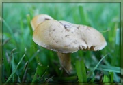 31st Mar 2012 - Mushroom