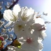 Sunny Blossom by filsie65