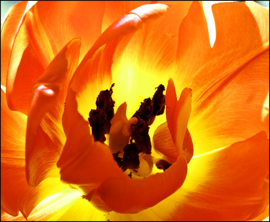 1.4.12 Tulip by stoat