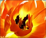 1st Apr 2012 - 1.4.12 Tulip