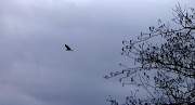 1st Apr 2012 - Eagle in the Wind