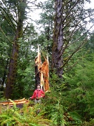 1st Apr 2012 - Wow! That Storm Took Down Some Huge Trees