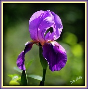 1st Apr 2012 - Purple Iris