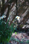 1st Apr 2012 - Spring sooc #2
