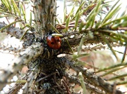 1st Apr 2012 - Ladybird