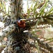Ladybird by lellie