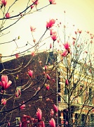 1st Apr 2012 - Magnolia
