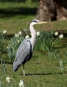 1st Apr 2012 - Heron in springtime