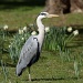 Heron in springtime by dulciknit