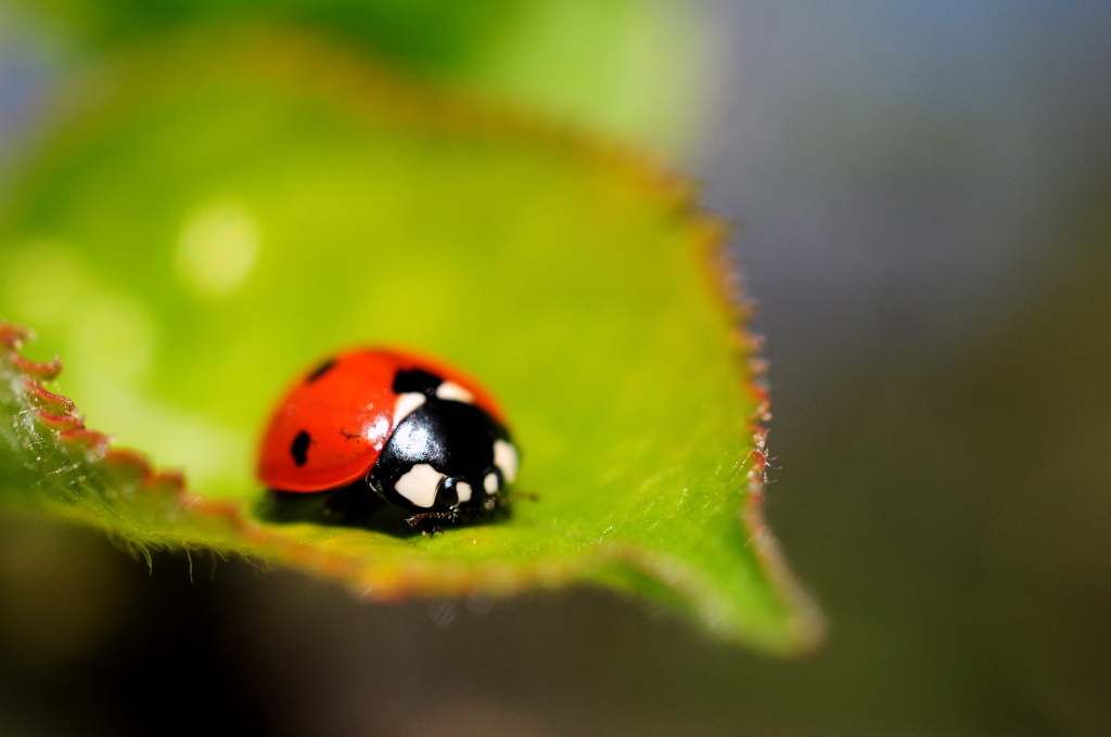 Ladybird by naomi