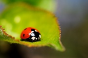 1st Apr 2012 - Ladybird