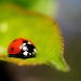 Ladybird by naomi