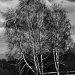 Birch Trees by skipt07