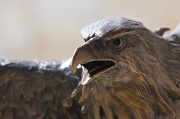 31st Mar 2012 - Eagle