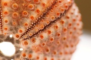 31st Mar 2012 - Sea Urchin