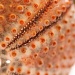 Sea Urchin by bmnorthernlight