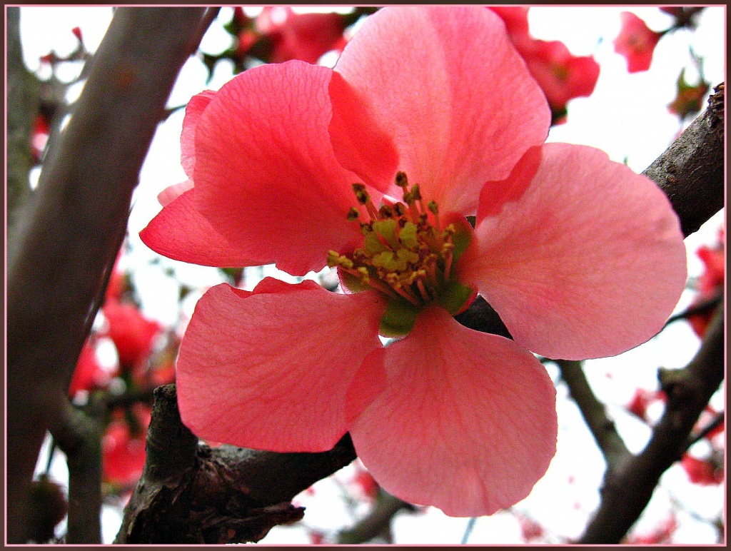 Blossom by olivetreeann