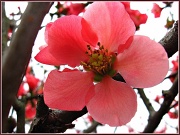 28th Mar 2012 - Blossom