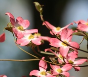 1st Apr 2012 - Pink Dogwood