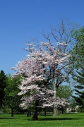 1st Apr 2012 - Spring Day