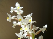 2nd Apr 2012 - Orchid houseplant