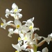 Orchid houseplant by handmade