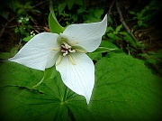 1st Apr 2012 - White Trillium