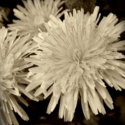 2nd Apr 2012 - A White Dandelion