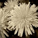 A White Dandelion by digitalrn