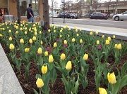 24th Mar 2012 - Tulips in March?