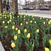 Tulips in March? by grozanc