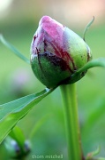 1st Apr 2012 - Nature’s ‘SuperBall’?