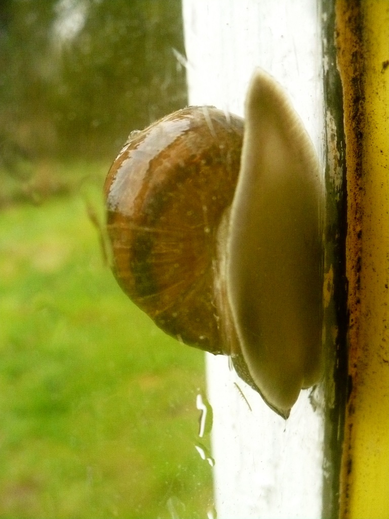 How Snails escape the rain by pandorasecho