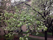 23rd Mar 2012 - Spring in Chicago