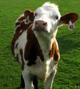 1st Apr 2012 - Curious as a cow