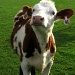 Curious as a cow by myhrhelper