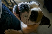 31st Mar 2012 - Lucy The Bulldog