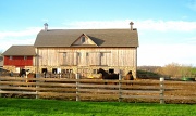 31st Mar 2012 - horses and barn