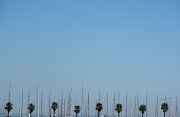 27th Mar 2012 - palmtrees