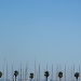 palmtrees by iiwi