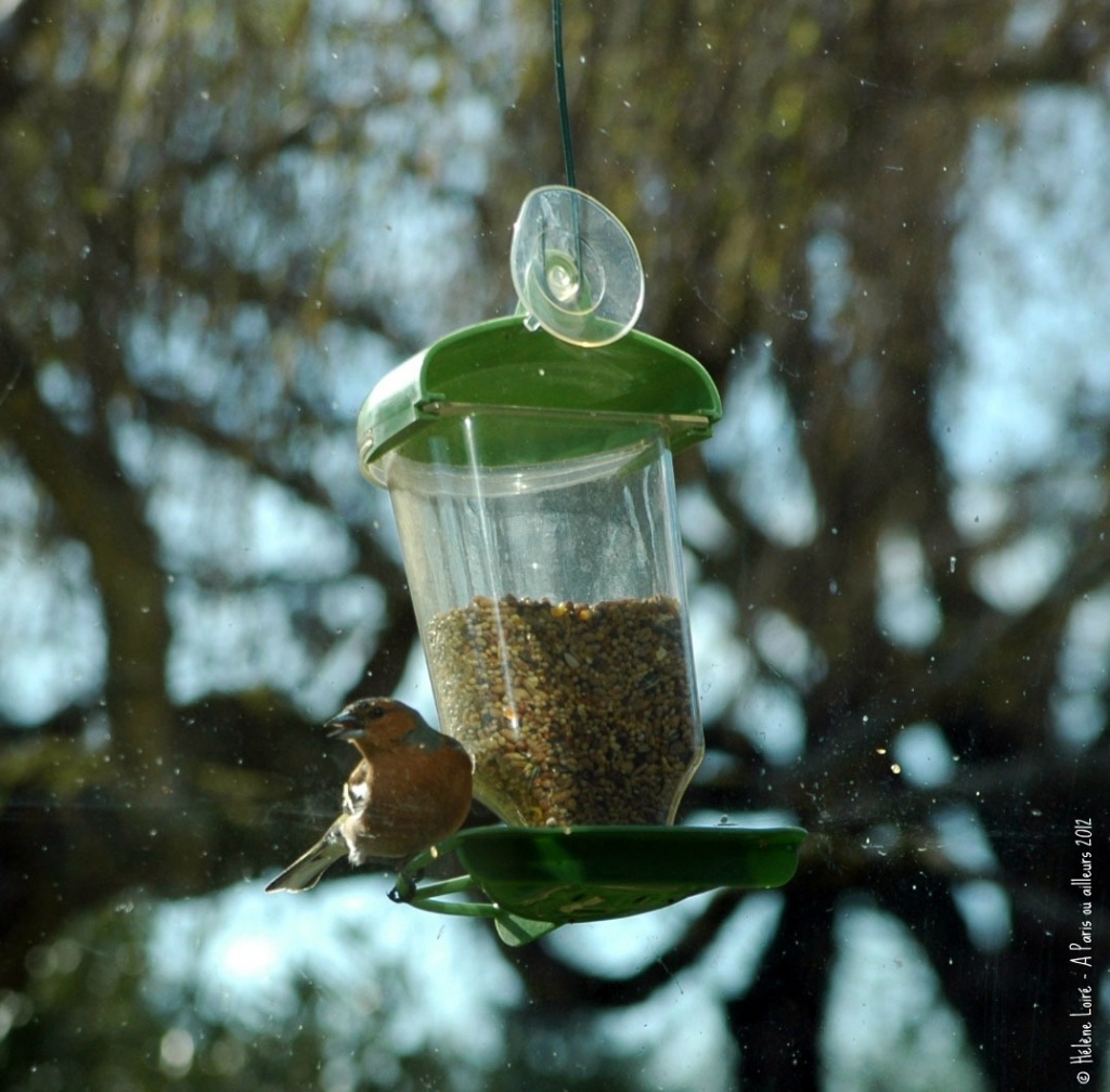 Just for fun: Chaffinch by parisouailleurs