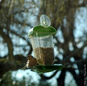 1st Apr 2012 - Just for fun: Chaffinch