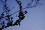 1st Apr 2012 - Cherry blossoms at dawn