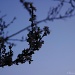 Cherry blossoms at dawn by parisouailleurs