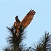 Great Horned Owl by rob257
