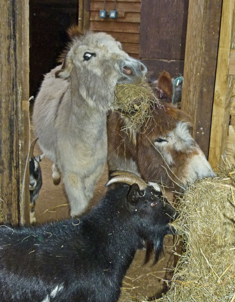 the hay thieves by jantan