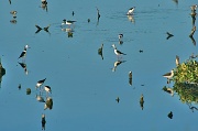 2nd Apr 2012 - black-winged stilts
