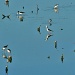 black-winged stilts by corymbia