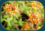 2nd Apr 2012 - Black Swallowtail in the Honeysuckle Bush